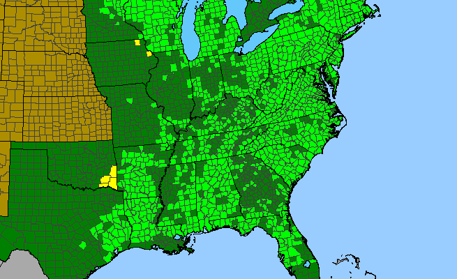 The range of Mitchella repens
